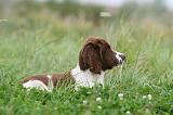 SPRINGER SPANIEL 064